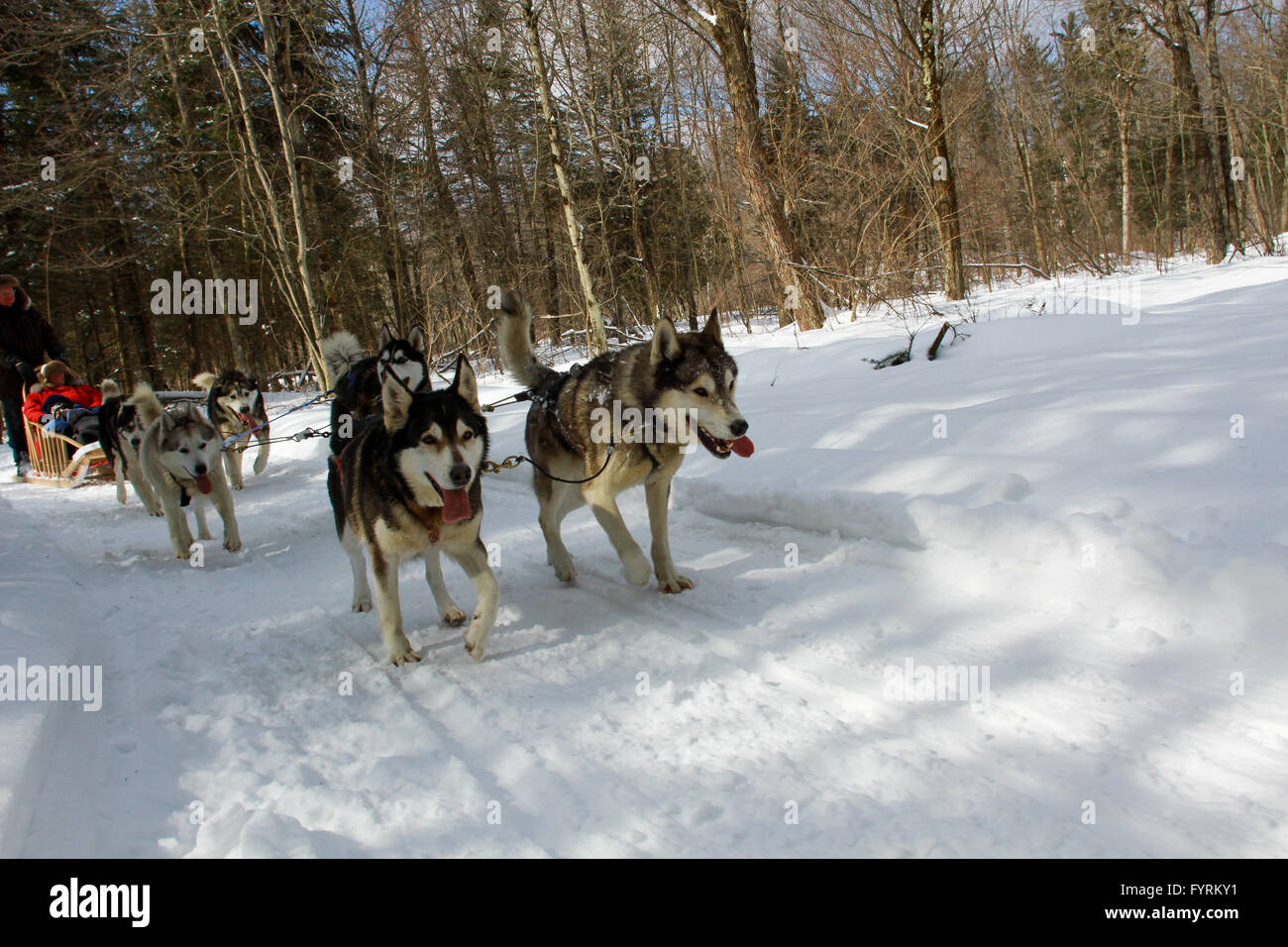 A dog sledding camp in Plessisville, Quebec. Canada Stock Photo Alamy