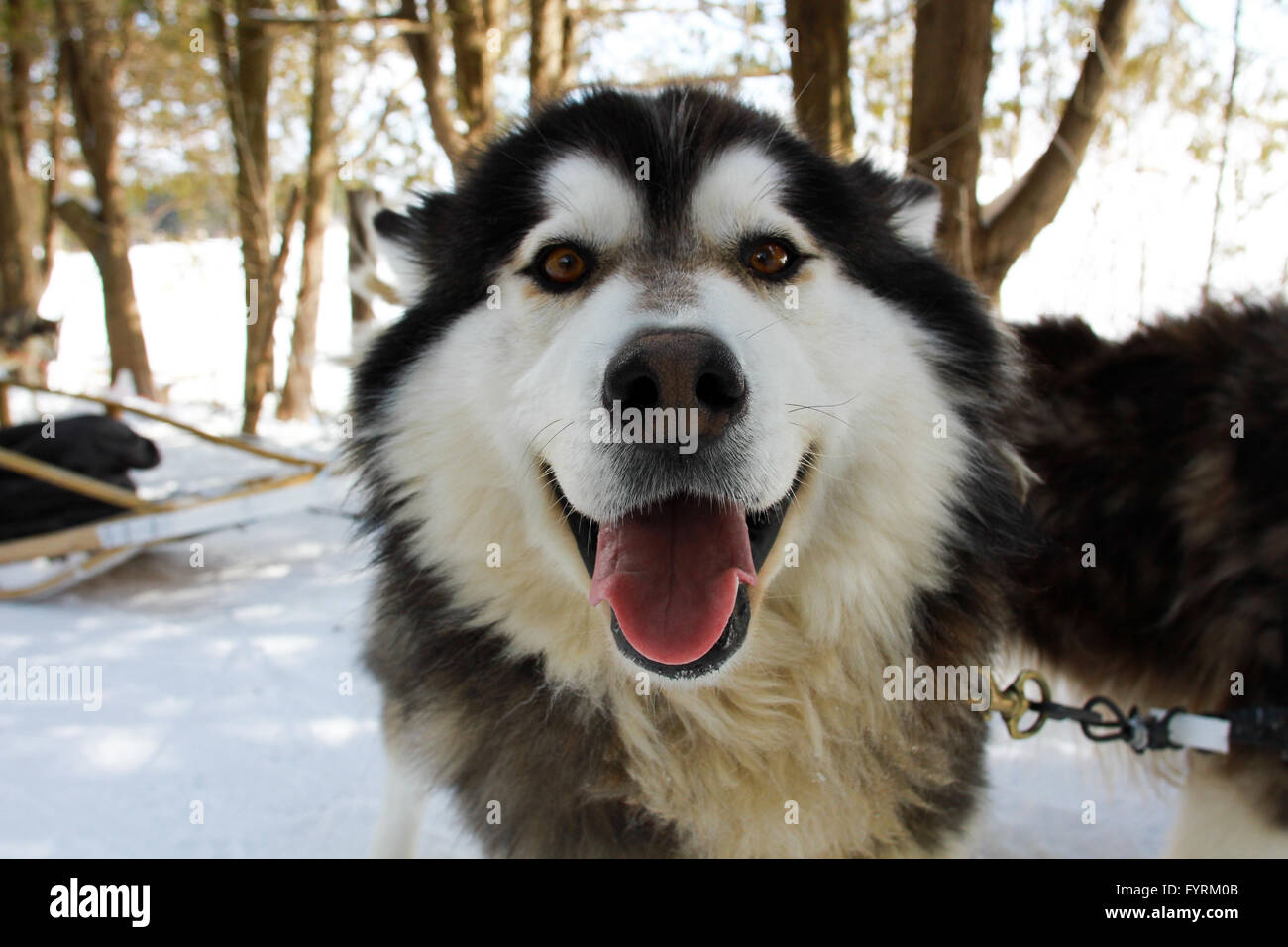 Are There Husky Dogs In Ontario