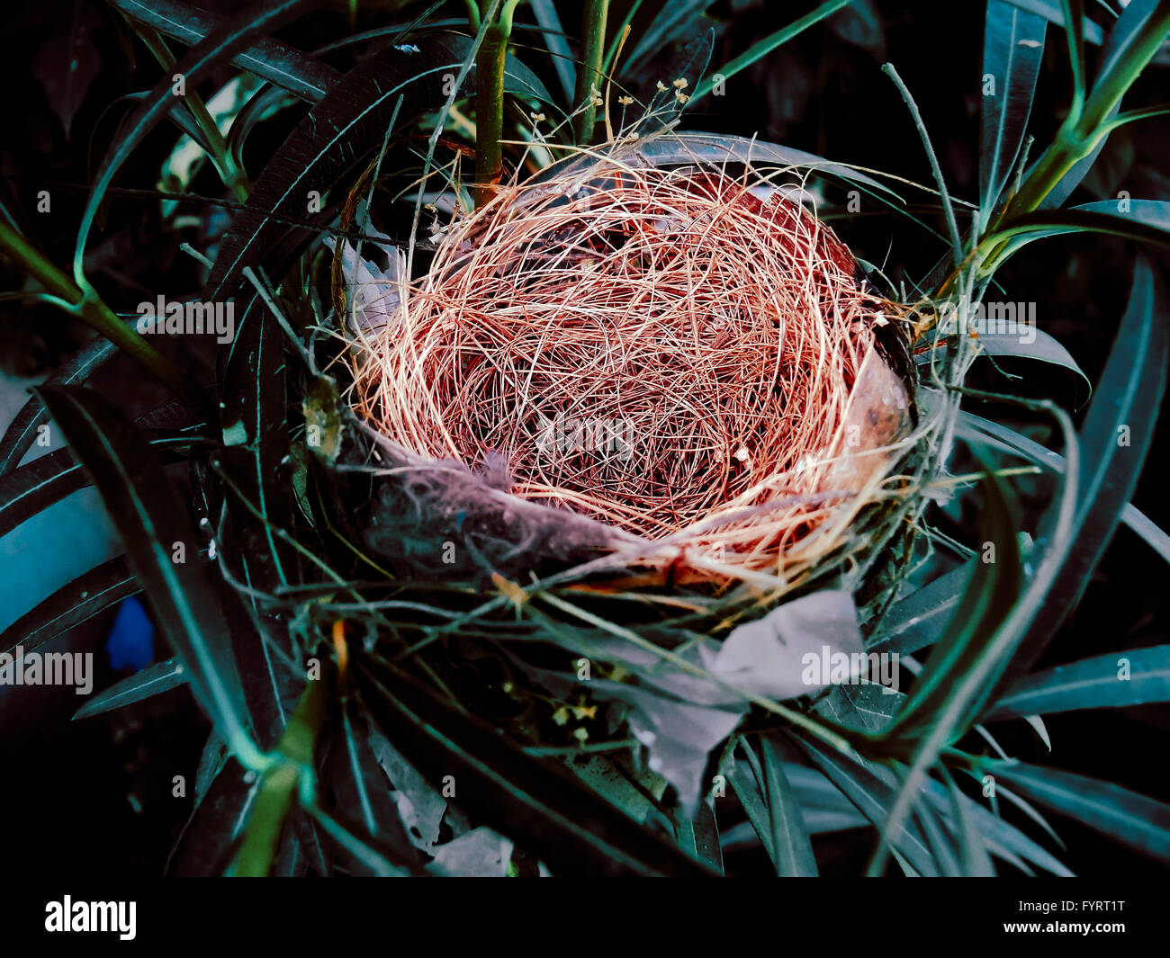 Nest of Red-vented Bulbul Stock Photo