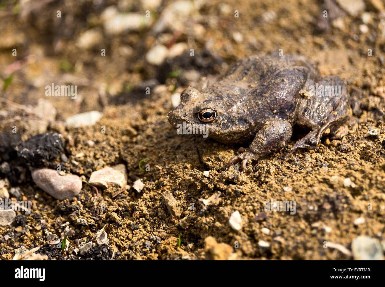 Frog with natural camouflage close-up Stock Photo