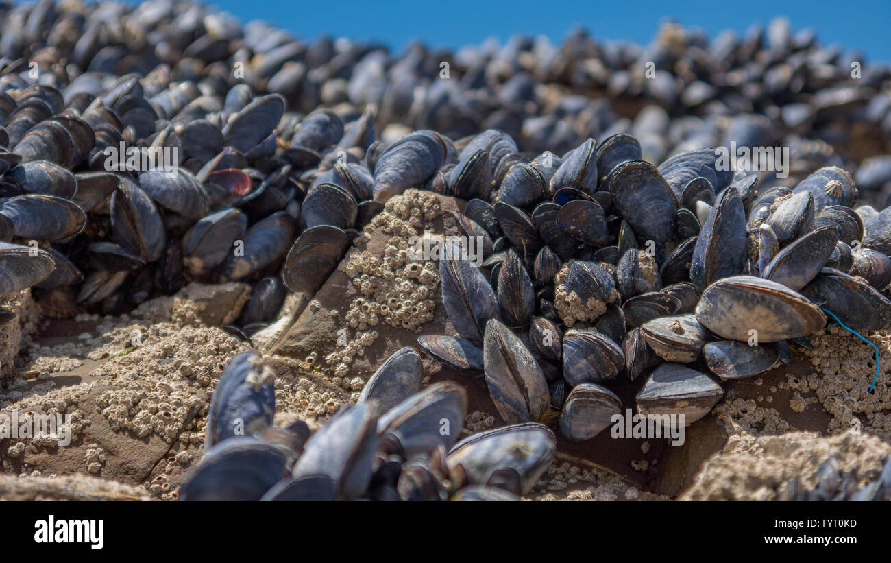 Sea muscles on rocks Stock Photo Alamy