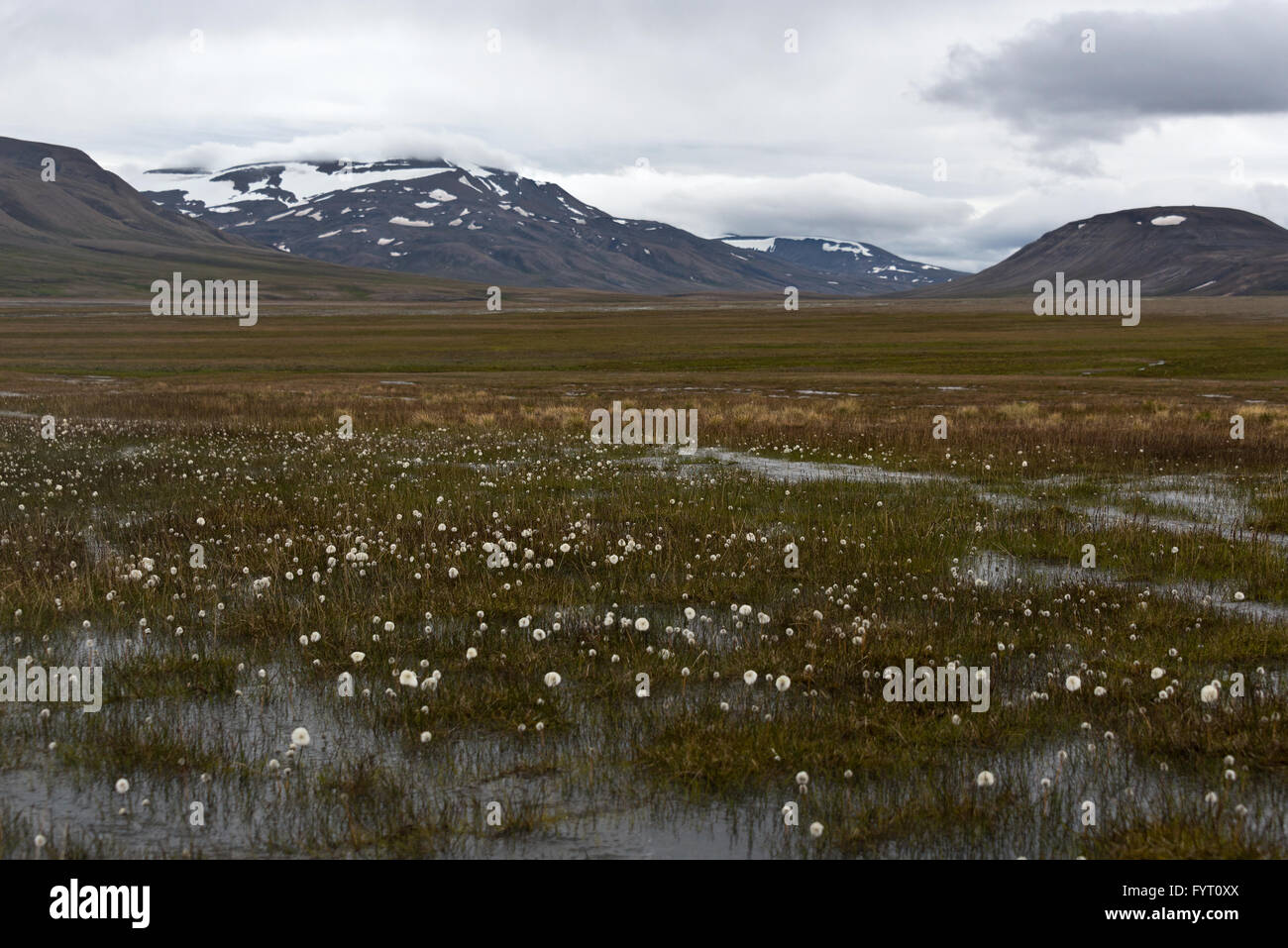 The view along Advent Valley with cotton grass in the foreground. Stock Photo
