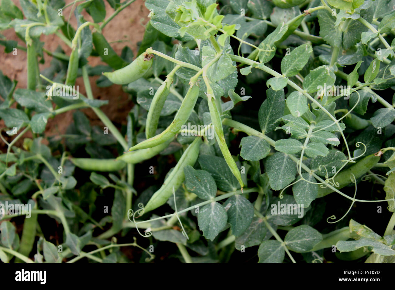 Garden Pea, Pisum sativum, cultivated annual herb with pinnate compound leaves, terminal tendrils, white flowers Stock Photo