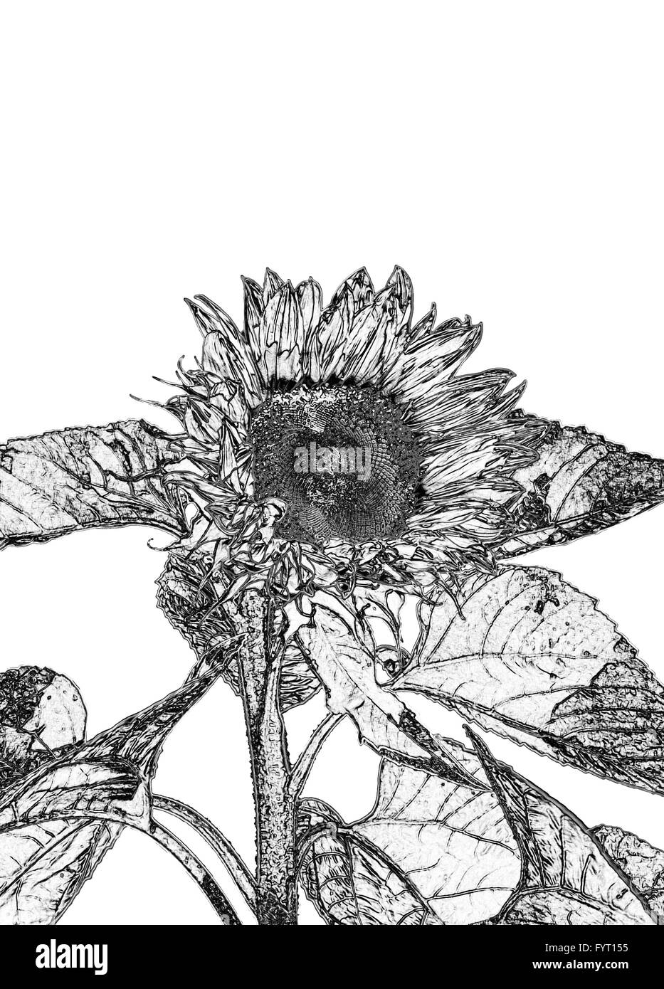 Photo of a sunflower digitally manipulated to look like a pencil sketch on white background see also FYCC4 Stock Photo