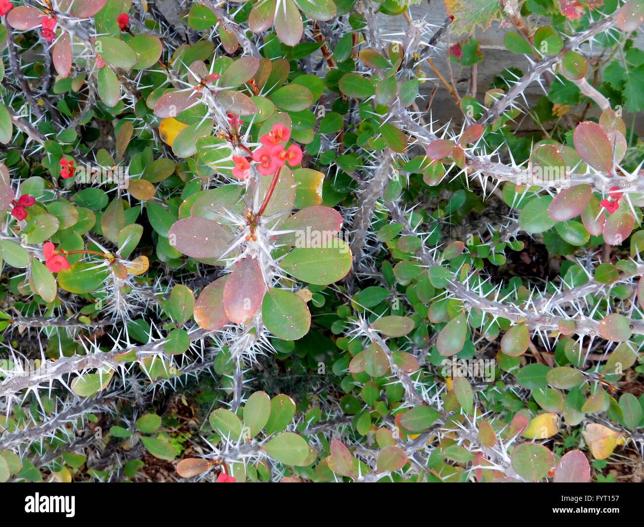 Thorny plants hi-res stock photography and images - Alamy