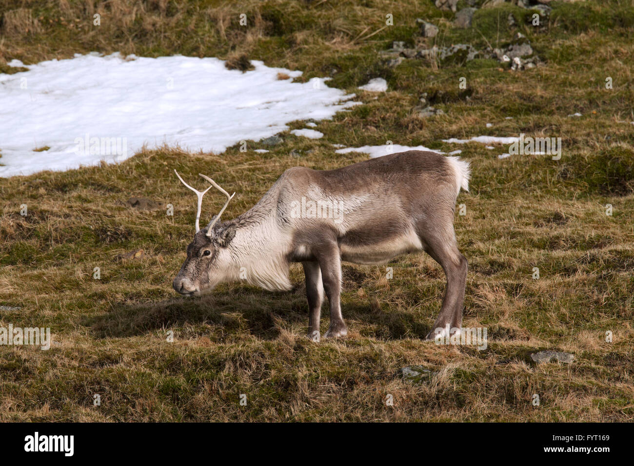 Reindeer (Rangifer tarandus) in grassland with snow patches in winter, Iceland Stock Photo