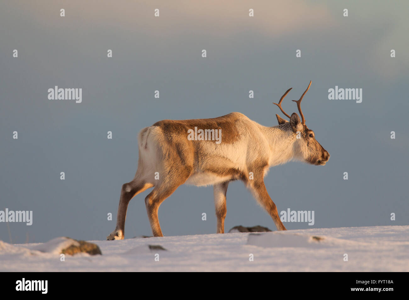 Reindeer (Rangifer tarandus) foraging in snow covered winter landscape, Iceland Stock Photo