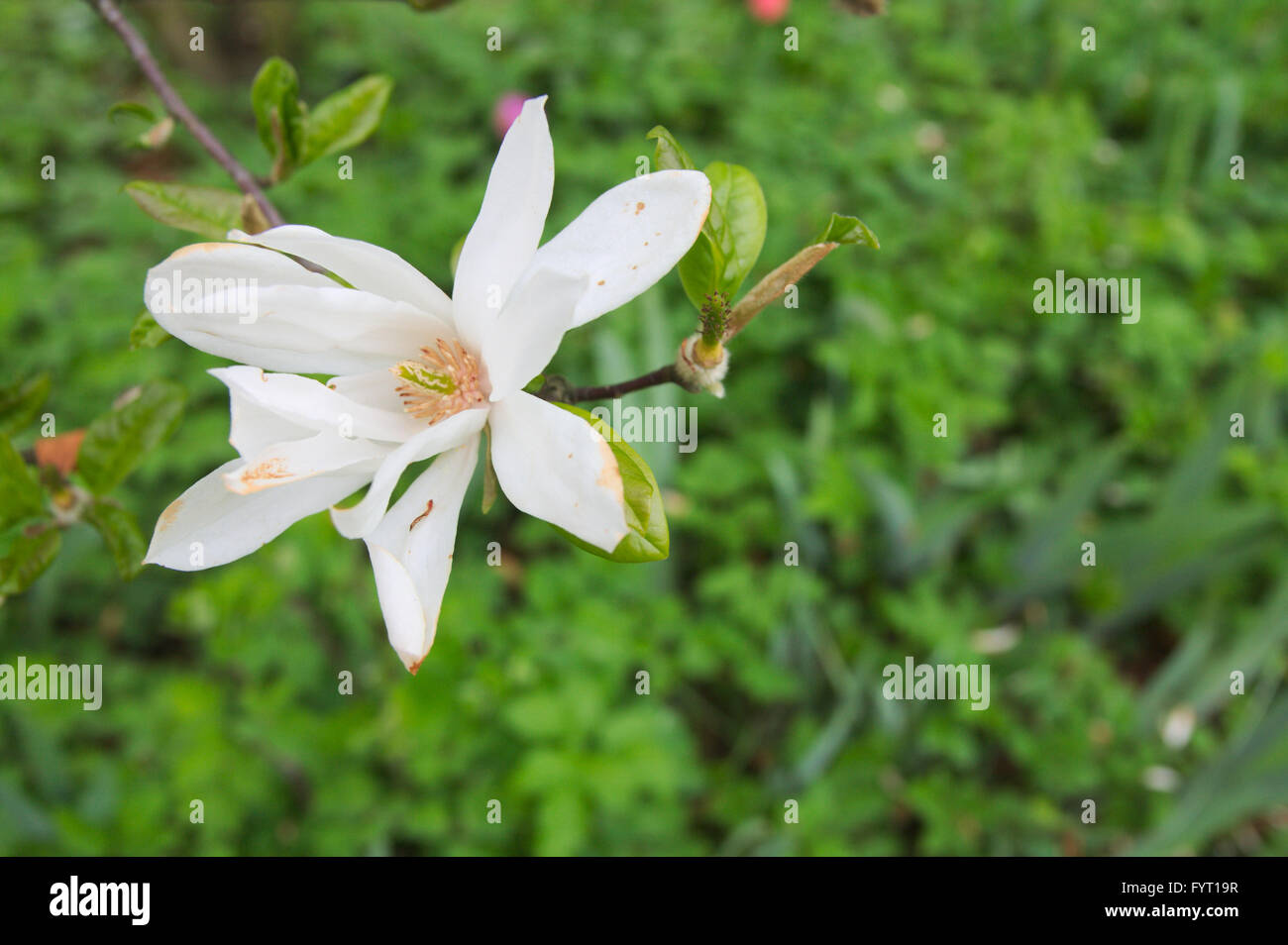 Magnolia garden all in blossom during the spring Stock Photo - Alamy