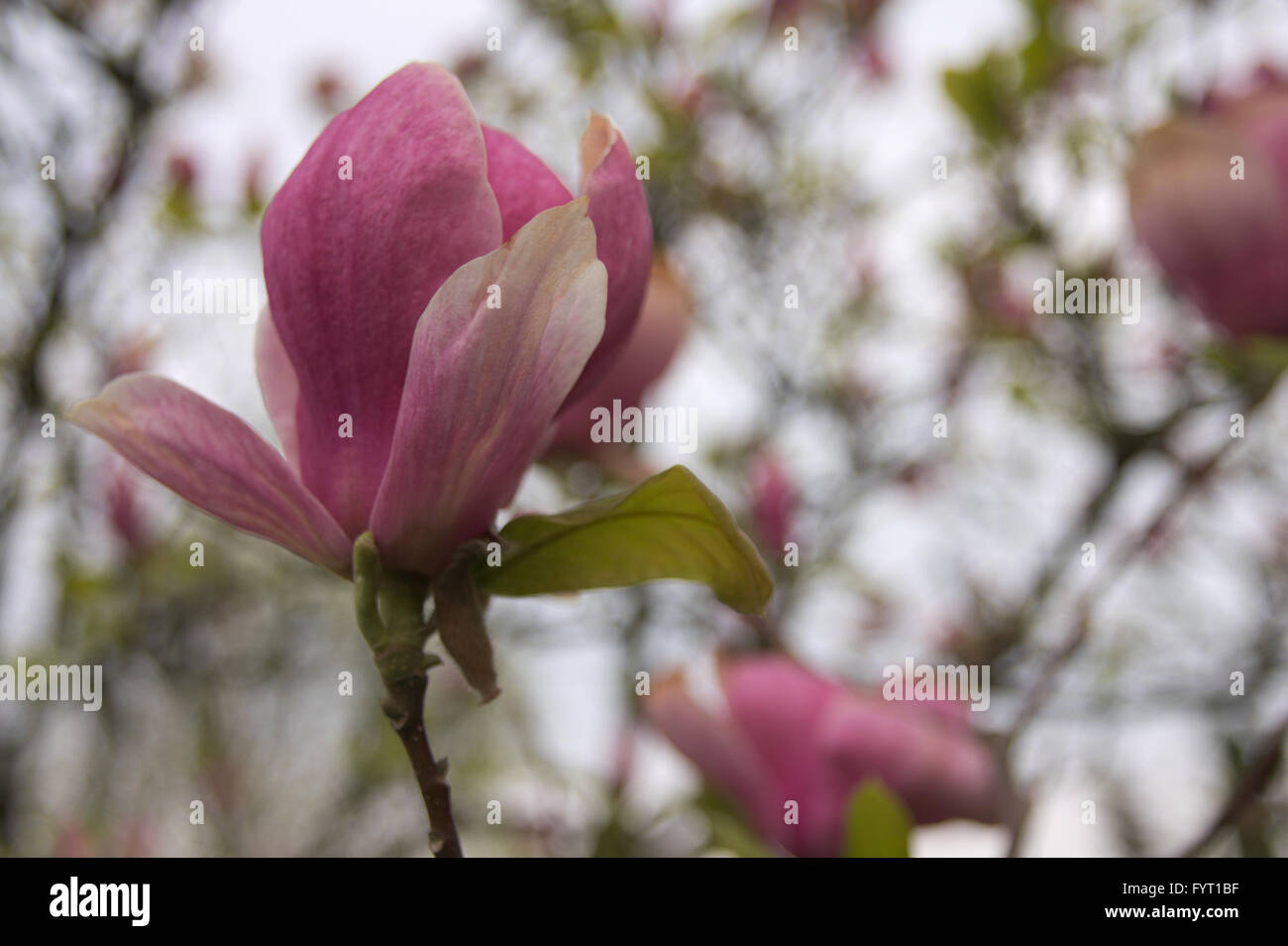 Magnolia garden all in blossom during the spring Stock Photo - Alamy