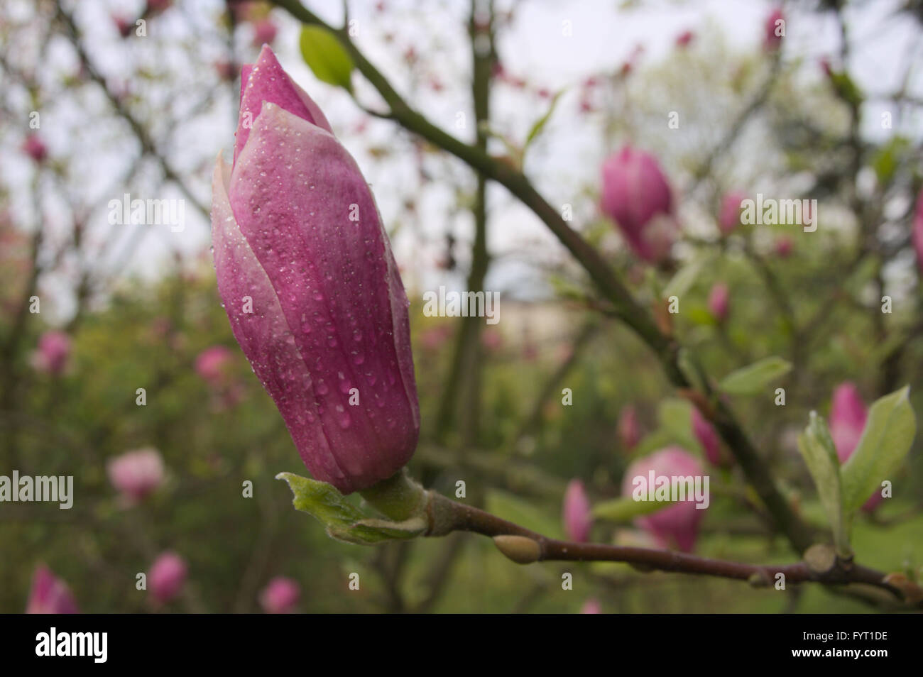 Magnolia garden all in blossom during the spring Stock Photo - Alamy