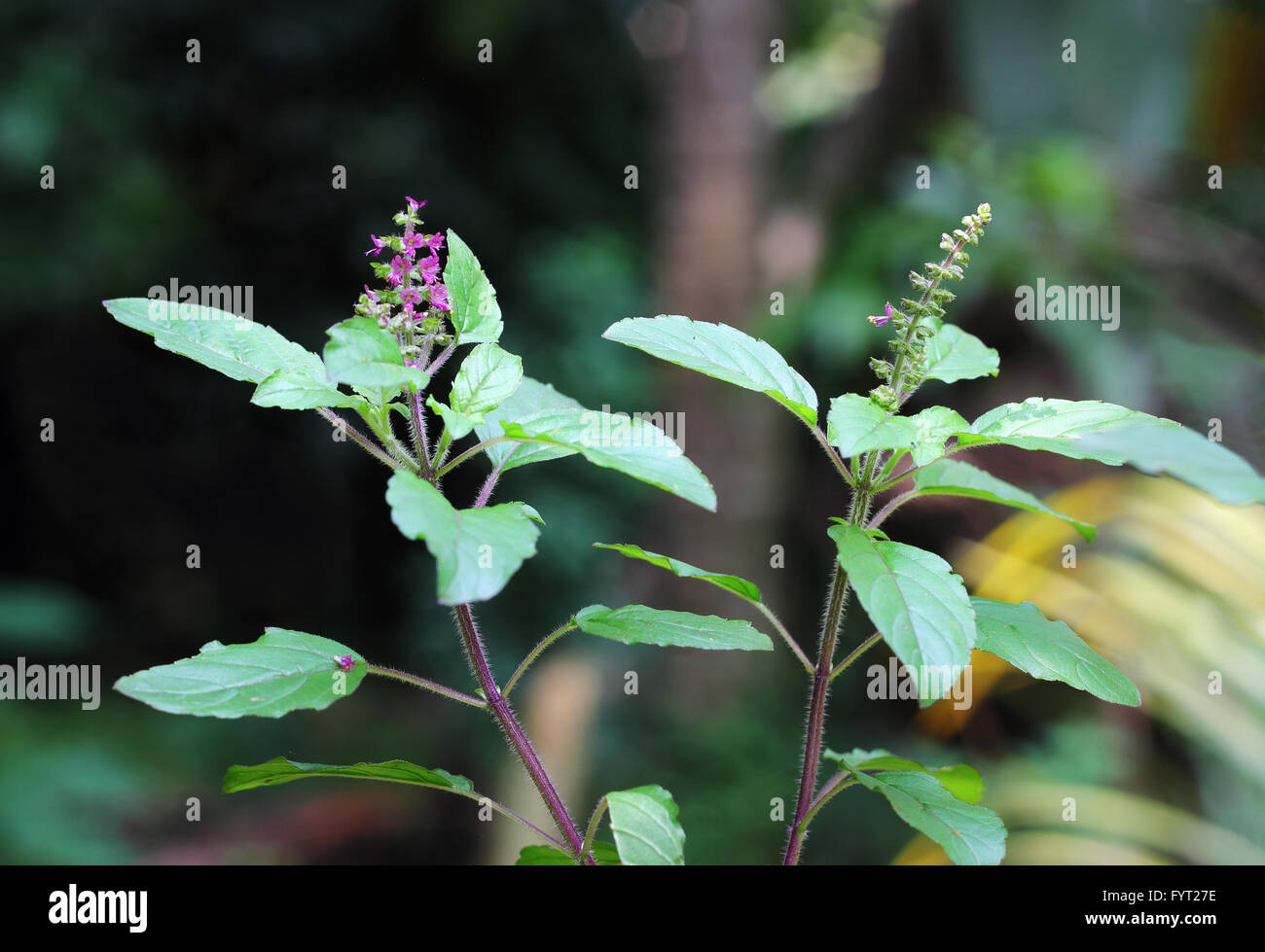 Holy basil, tulsi, is an aromatic plant cultivated for religious and medicinal purposes, and for essential oils. Stock Photo