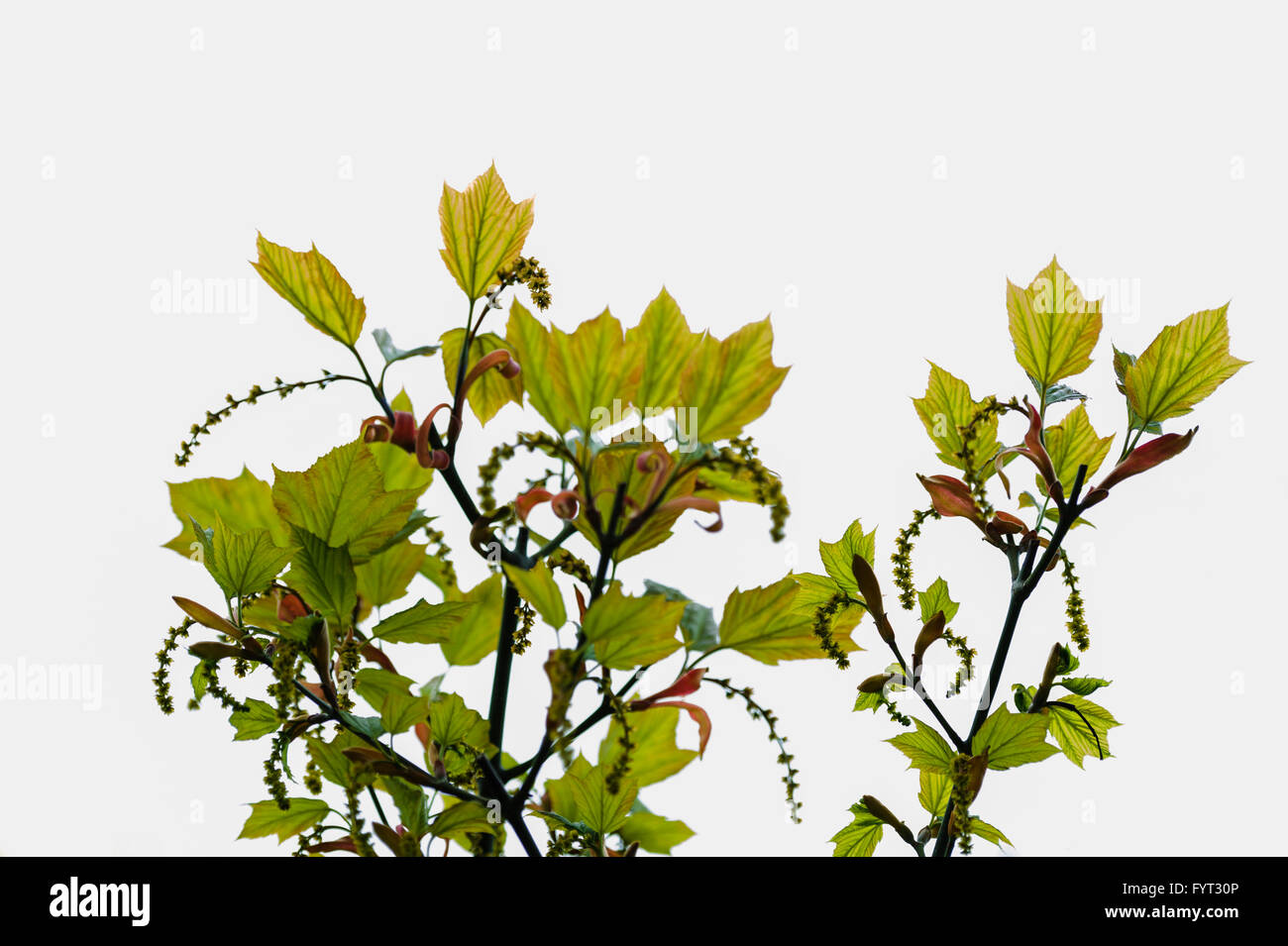 Acer rufinerve, Aceraceae. Snake-bark Maple. Stock Photo