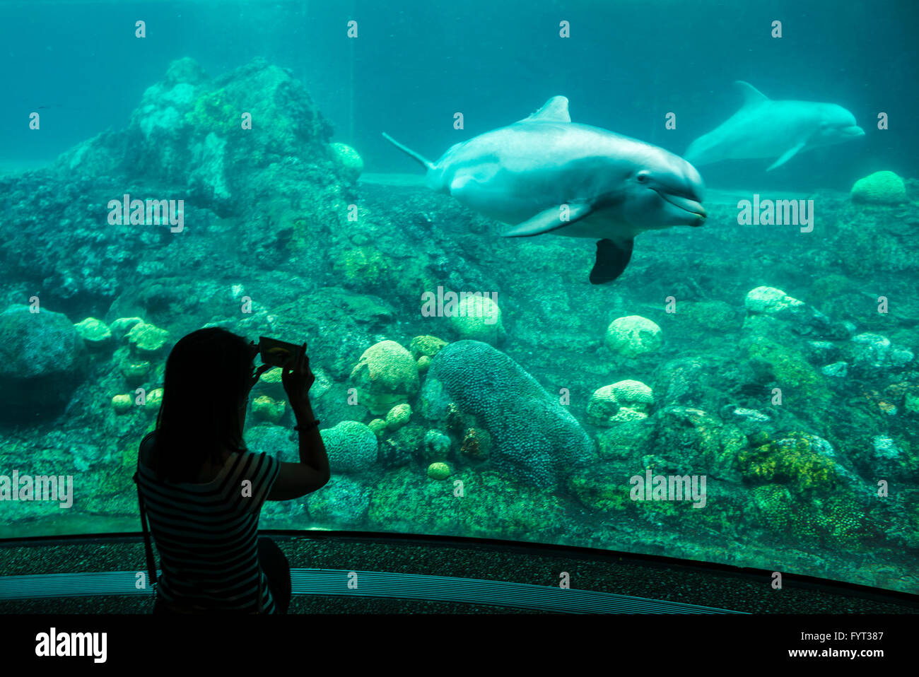 Aquarium. Florida. USA Stock Photo Alamy