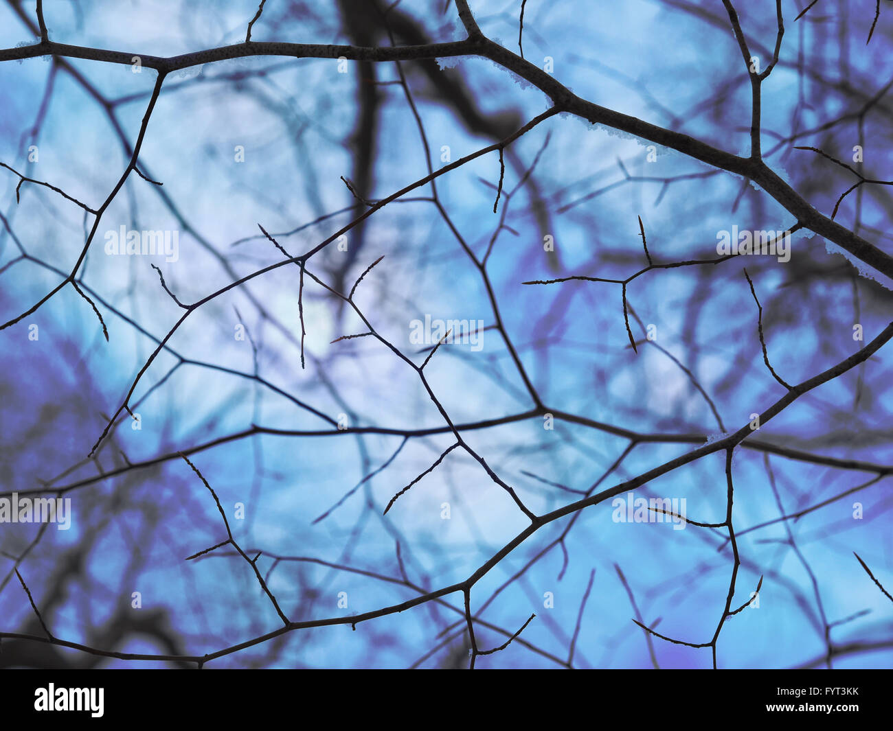 Bare tree branches are against a cold blue winter sky for a seasonal or ...