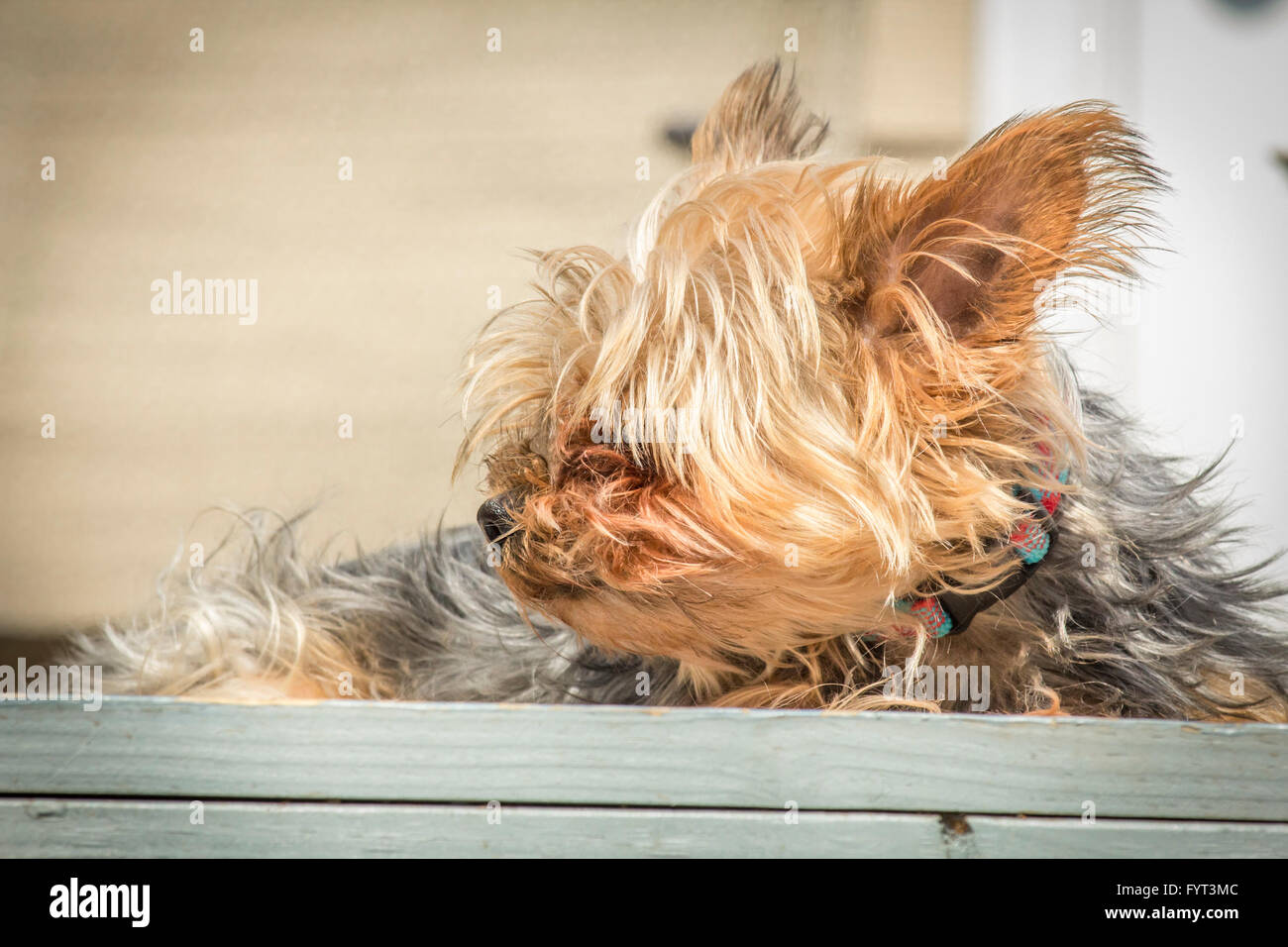 Portrait yorkshire terrier or yorkie squints from the bright sunlight Stock Photo