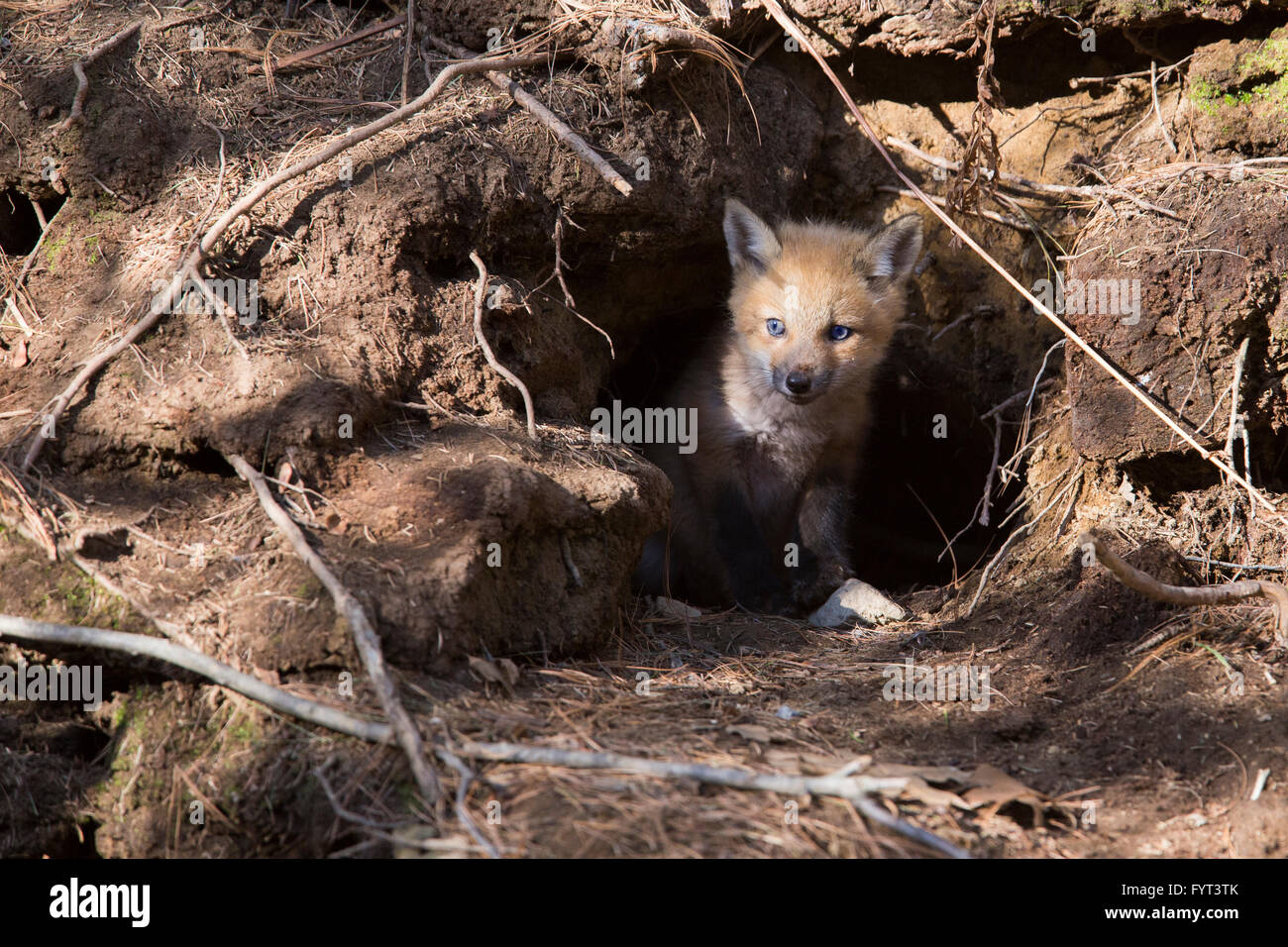 Red fox family in spring Stock Photo