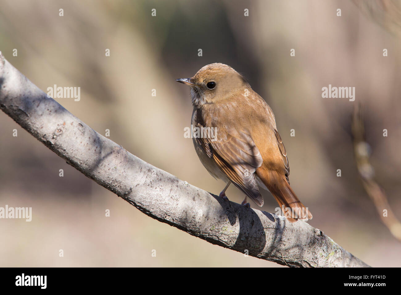 The veery (Catharus fuscescens) in spring Stock Photo