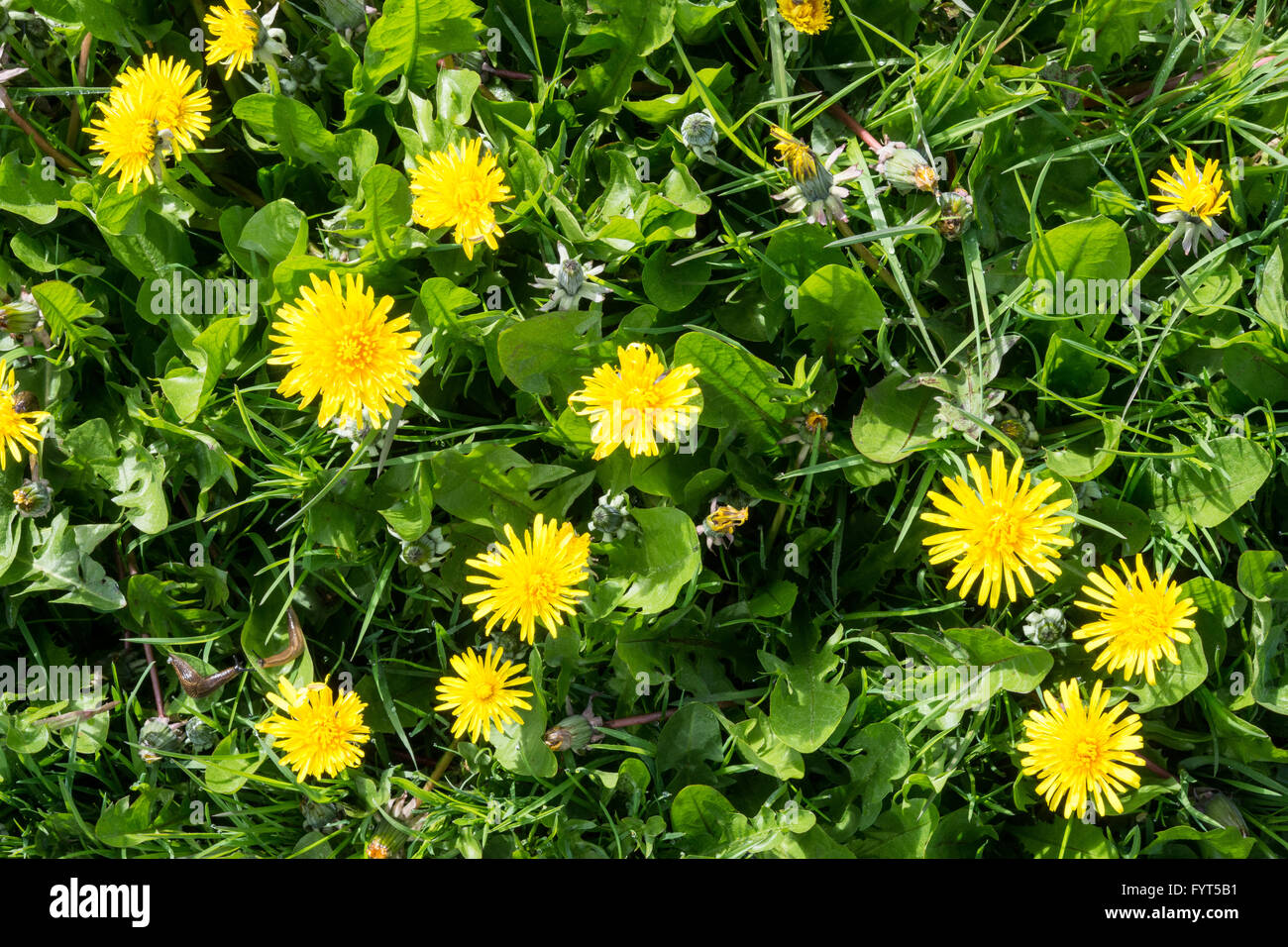 Common Dandelions (Taraxacum officinale) in flower growing in a lawn Stock Photo