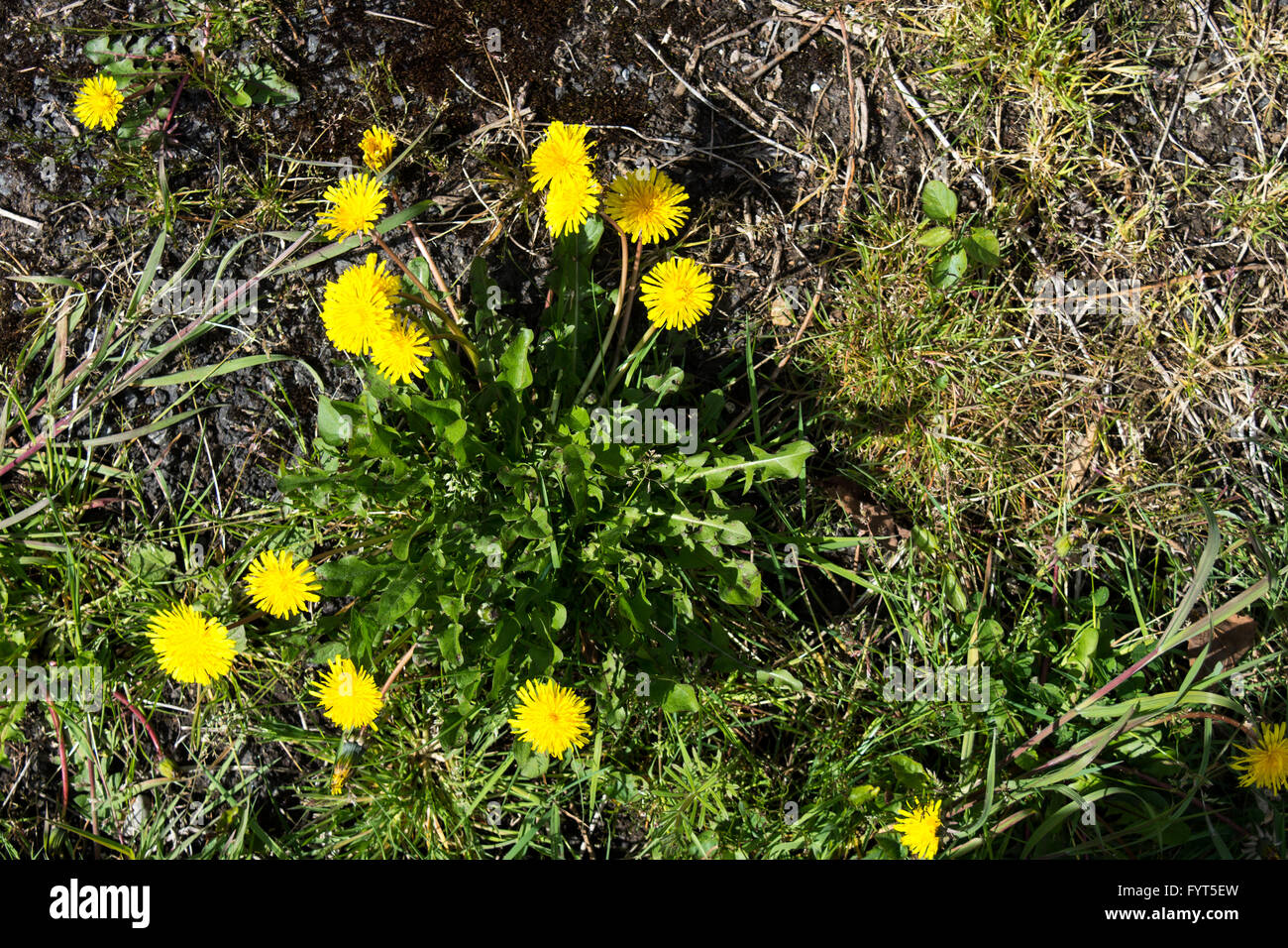 Common Dandelions (Taraxacum officinale) in flower growing in a lawn with the leaves and formation clearly visible Stock Photo