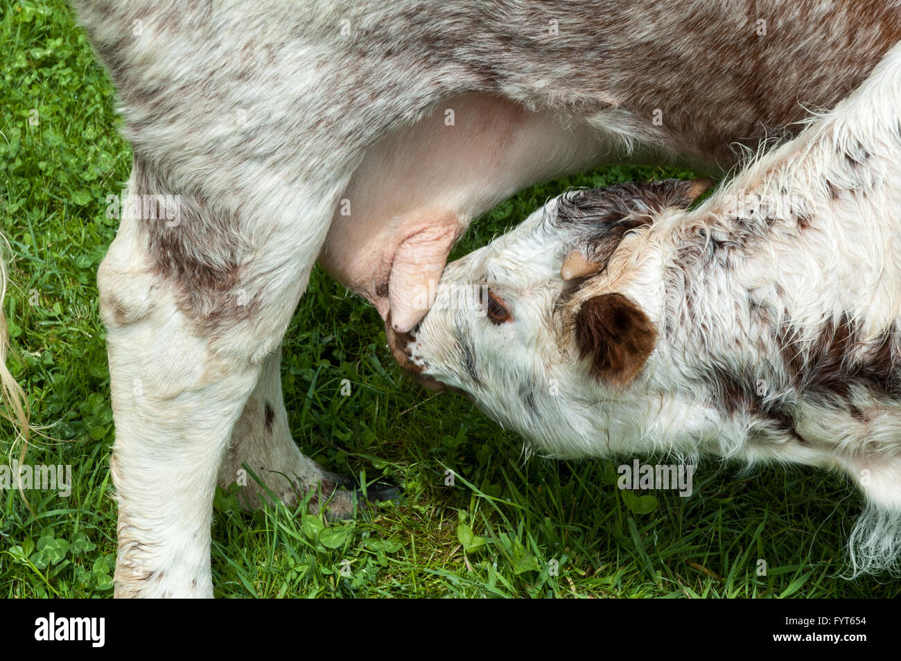 Suckling calf feeding from it's mother's udder in the Yorkshire Dales Stock Photo