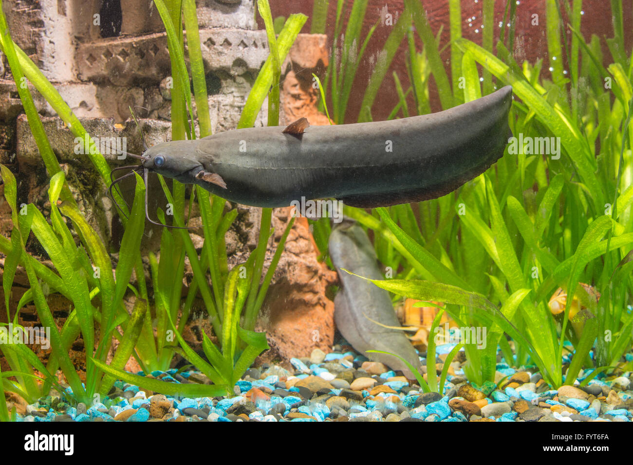 Adult Stinging catfish swimming in aquarium Stock Photo