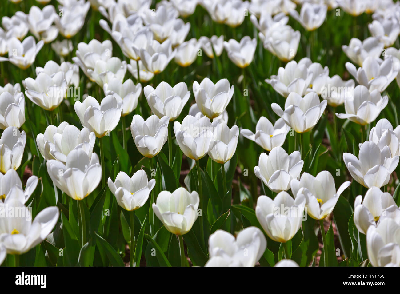 Flowers - nature background Stock Photo - Alamy