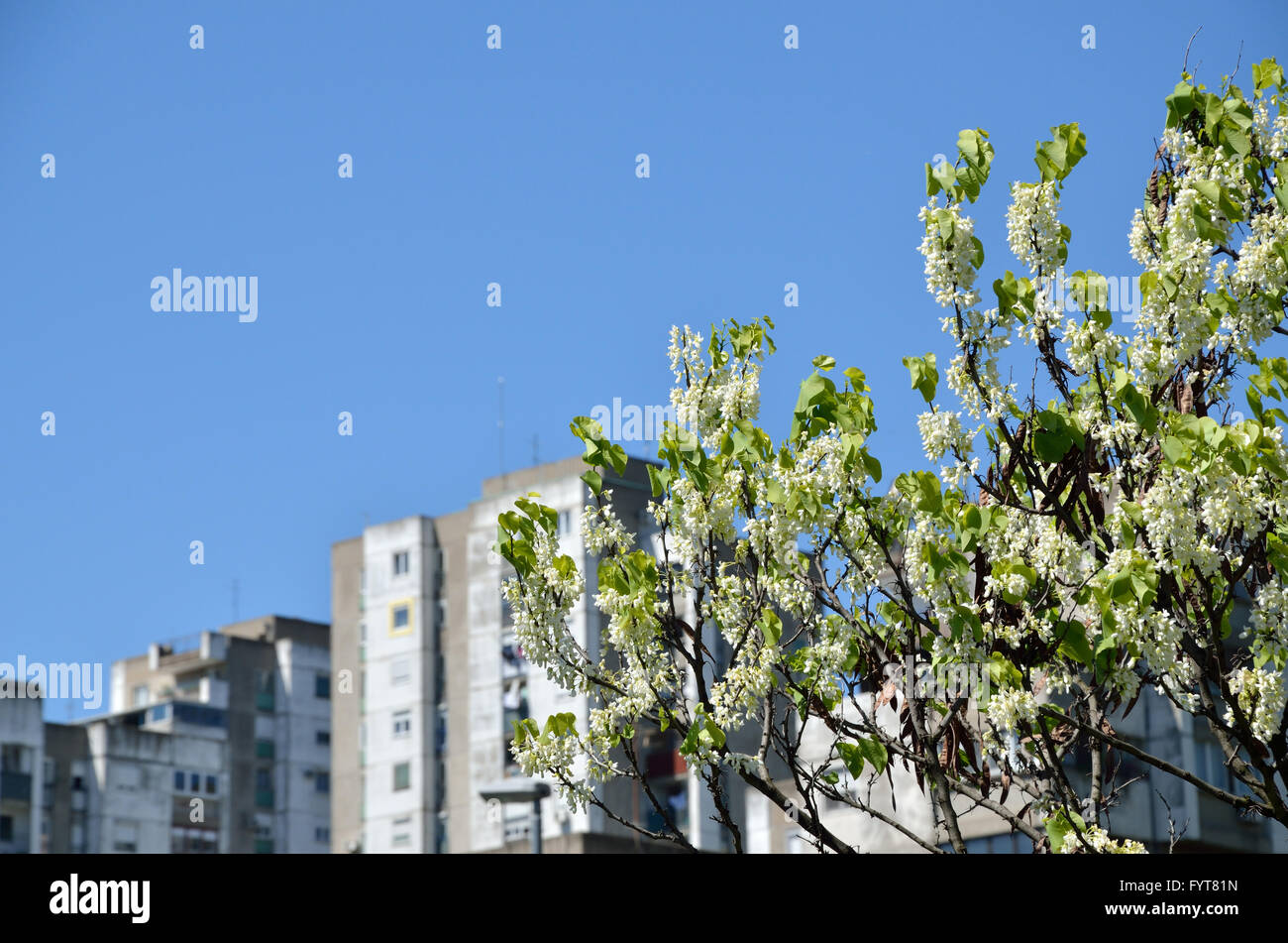 Part of lush tree top in spring with residential building in background ...