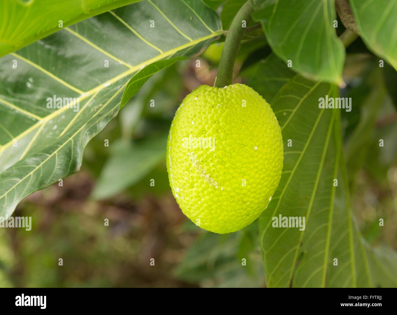Breadfruit tree growing in plantation in Kauai Stock Photo - Alamy
