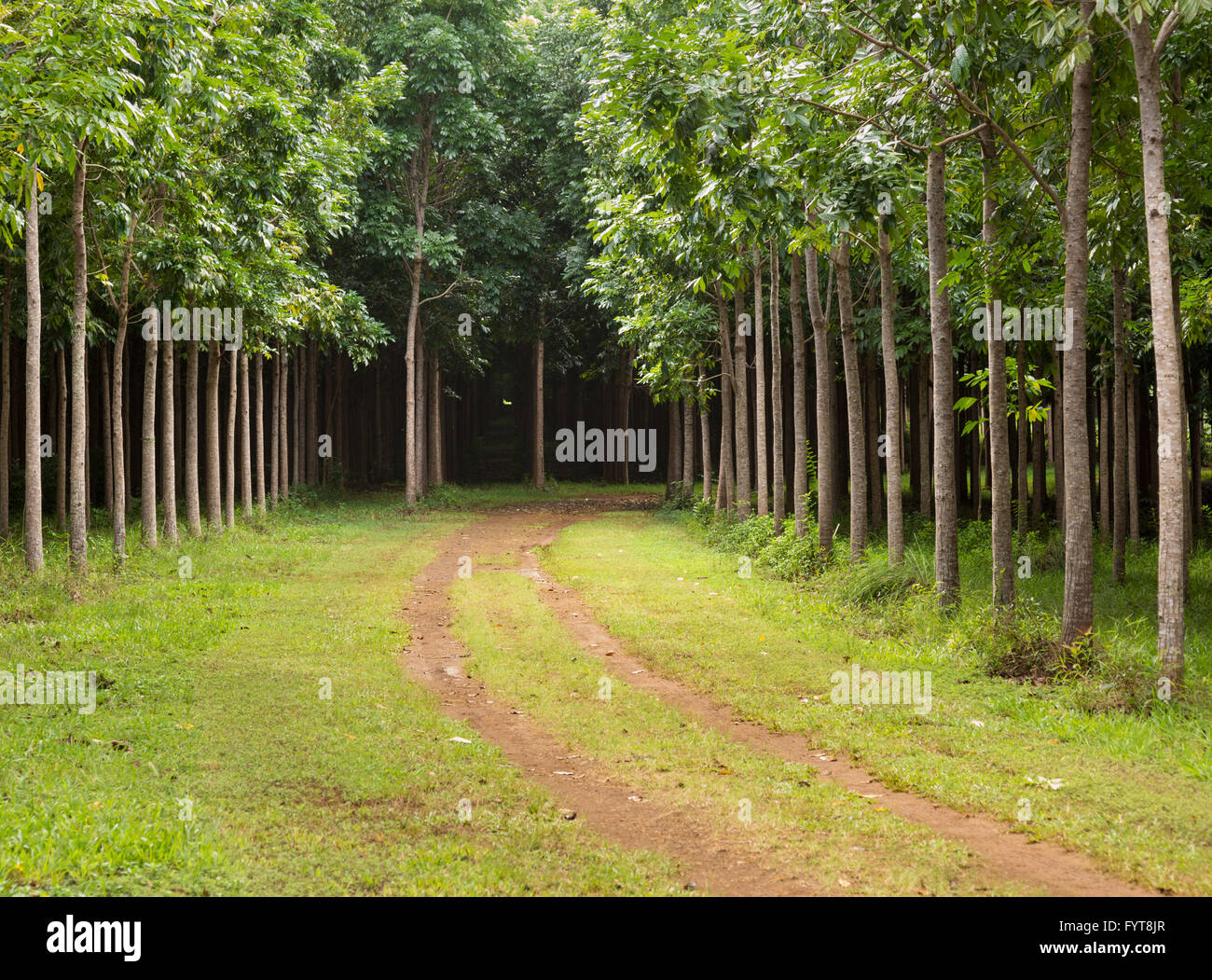 Mahogany plantation in Kauai, Hawaii Stock Photo Alamy