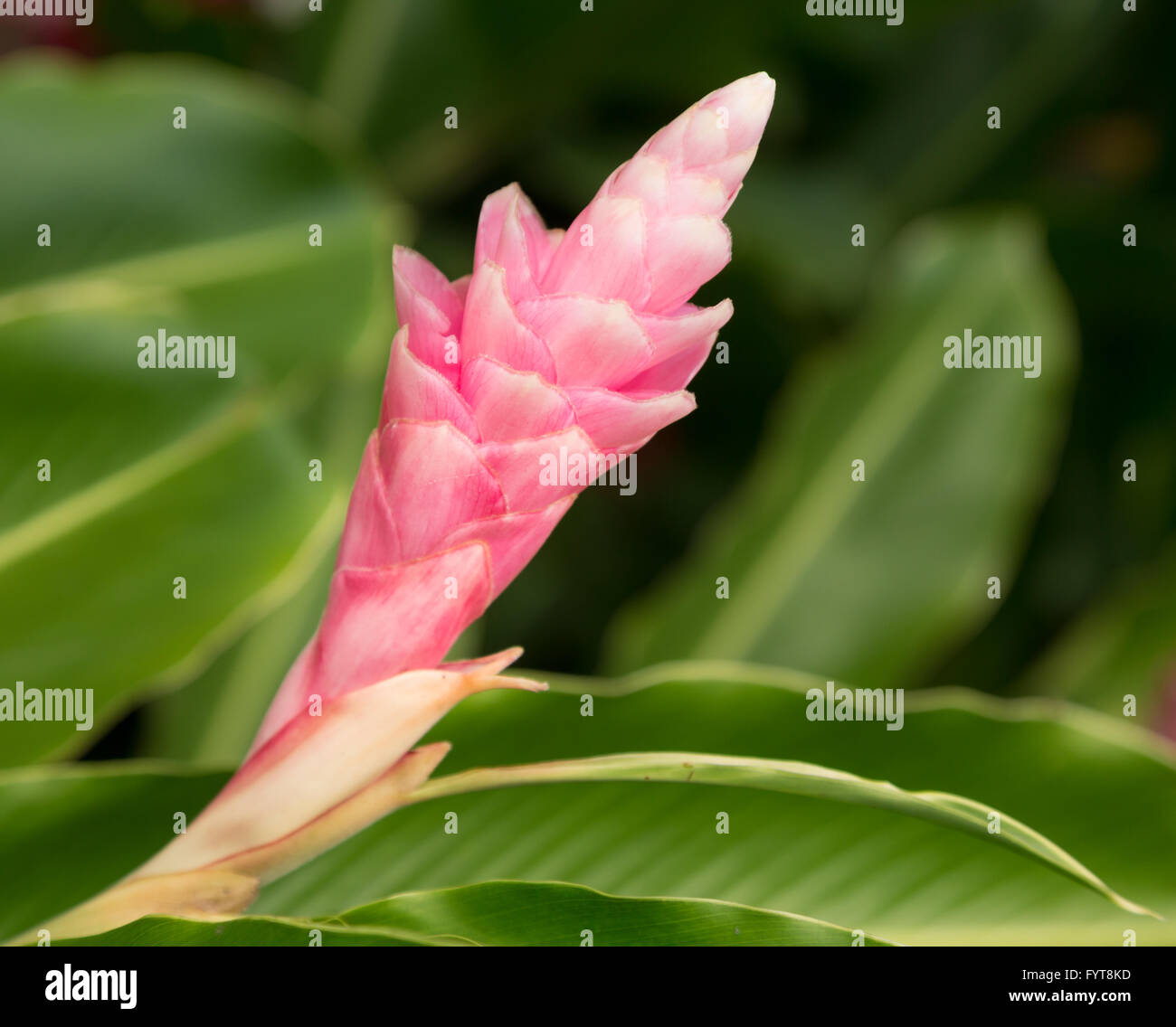 Pink GInger plant growing in plantation in Kauai Stock Photo