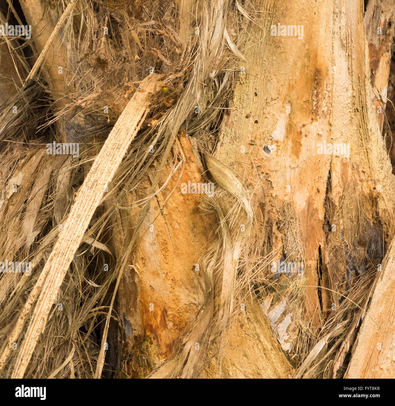 Peeling stringy bark of tree growing in plantation in Kauai Stock Photo