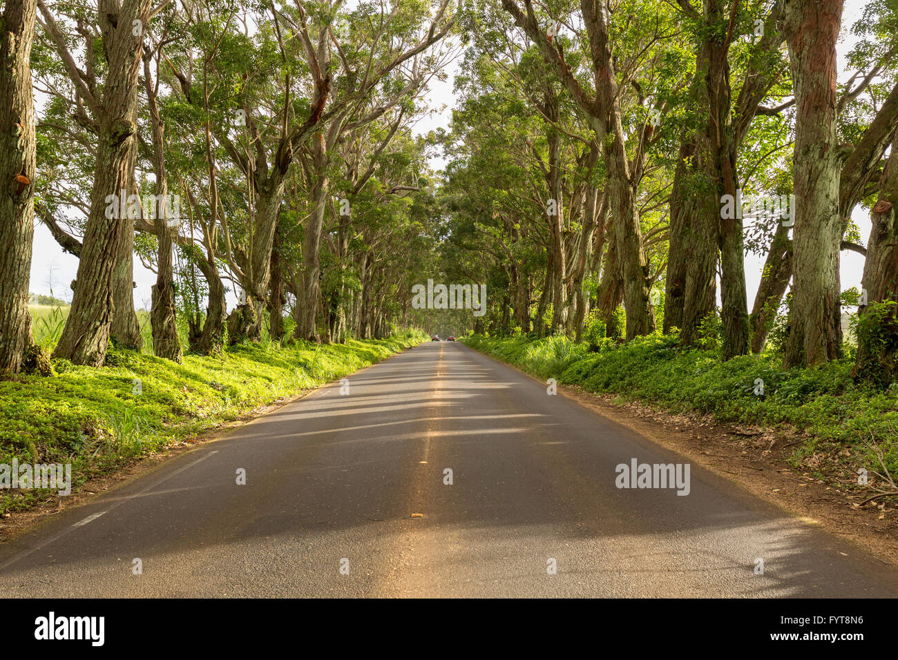 Famous Tree Tunnel of Eucalyptus trees Stock Photo