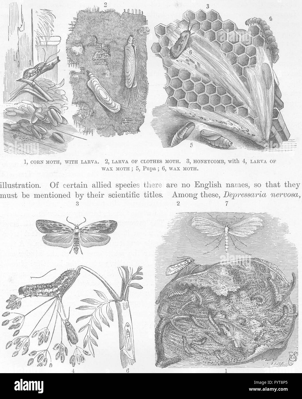 MOTHS: Corn moth; clothes moth; Honeycomb; wax moth; plume moth; pupa, 1896 Stock Photo