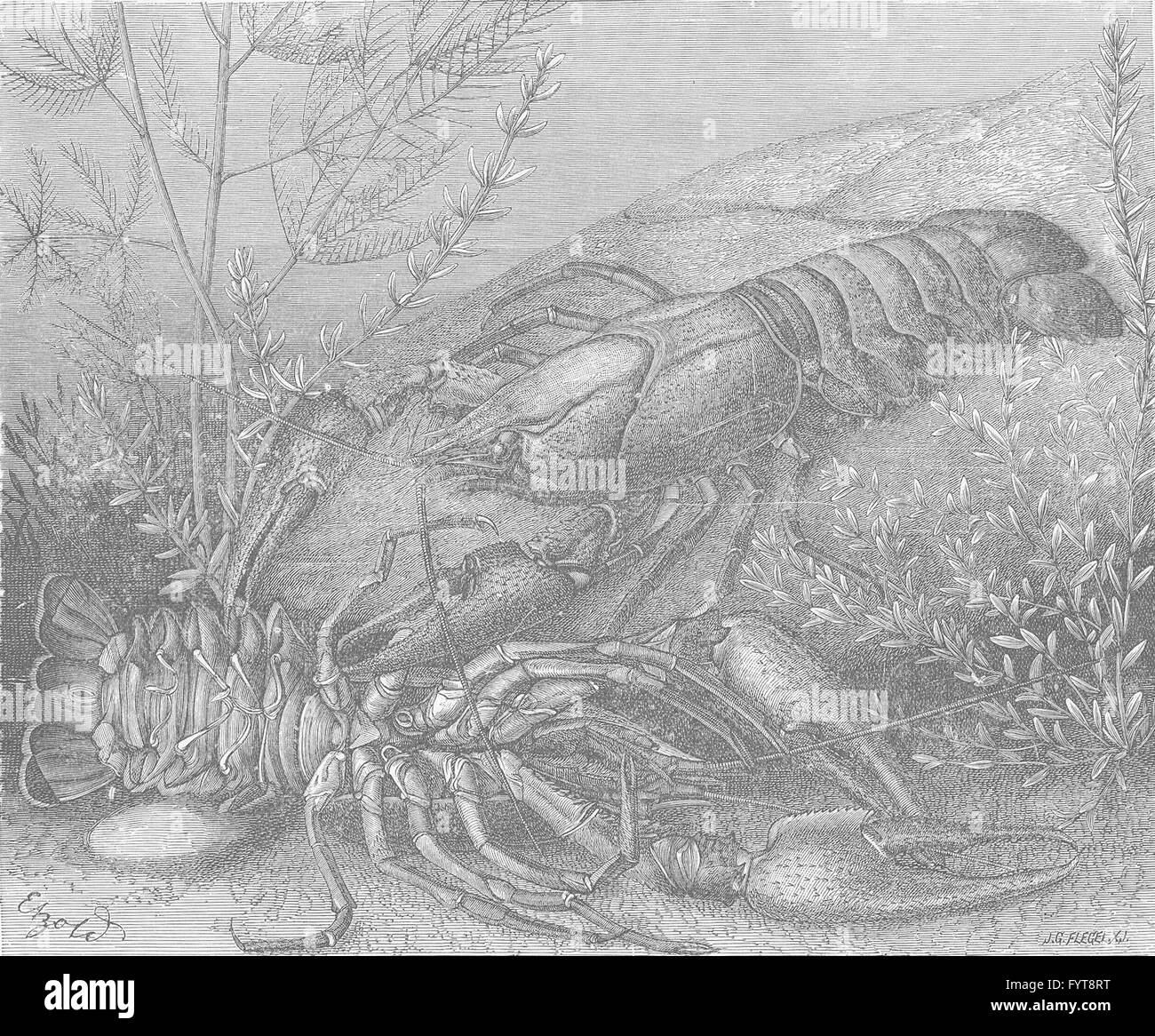 CRUSTACEANS: Common crayfish, antique print 1896 Stock Photo