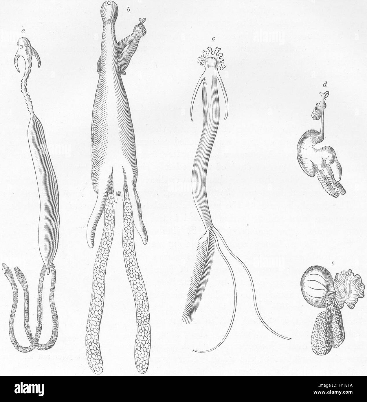 CRUSTACEANS: Fish-lice, antique print 1896 Stock Photo
