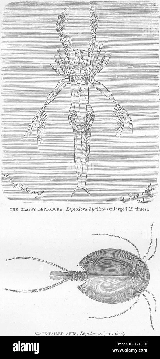 CRUSTACEANS: Glassy Leptodora; Scale-tailed apus, Lepidurus, old print 1896 Stock Photo