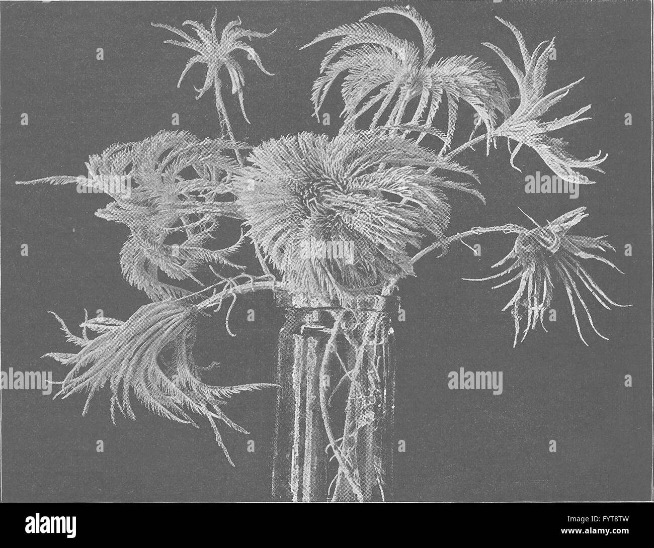 Star lilies Black and White Stock Photos & Images Alamy