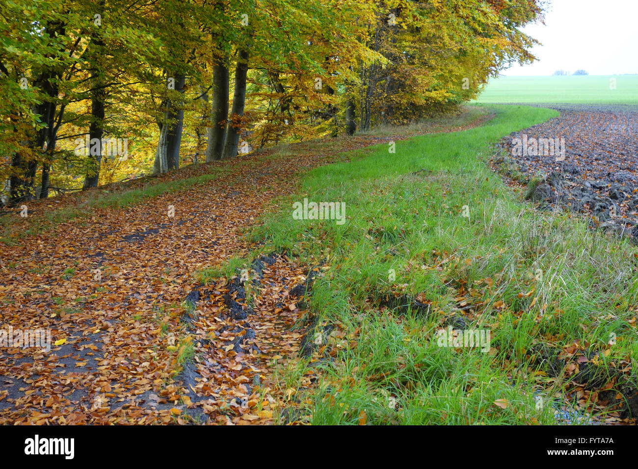 edge of the forest Stock Photo - Alamy