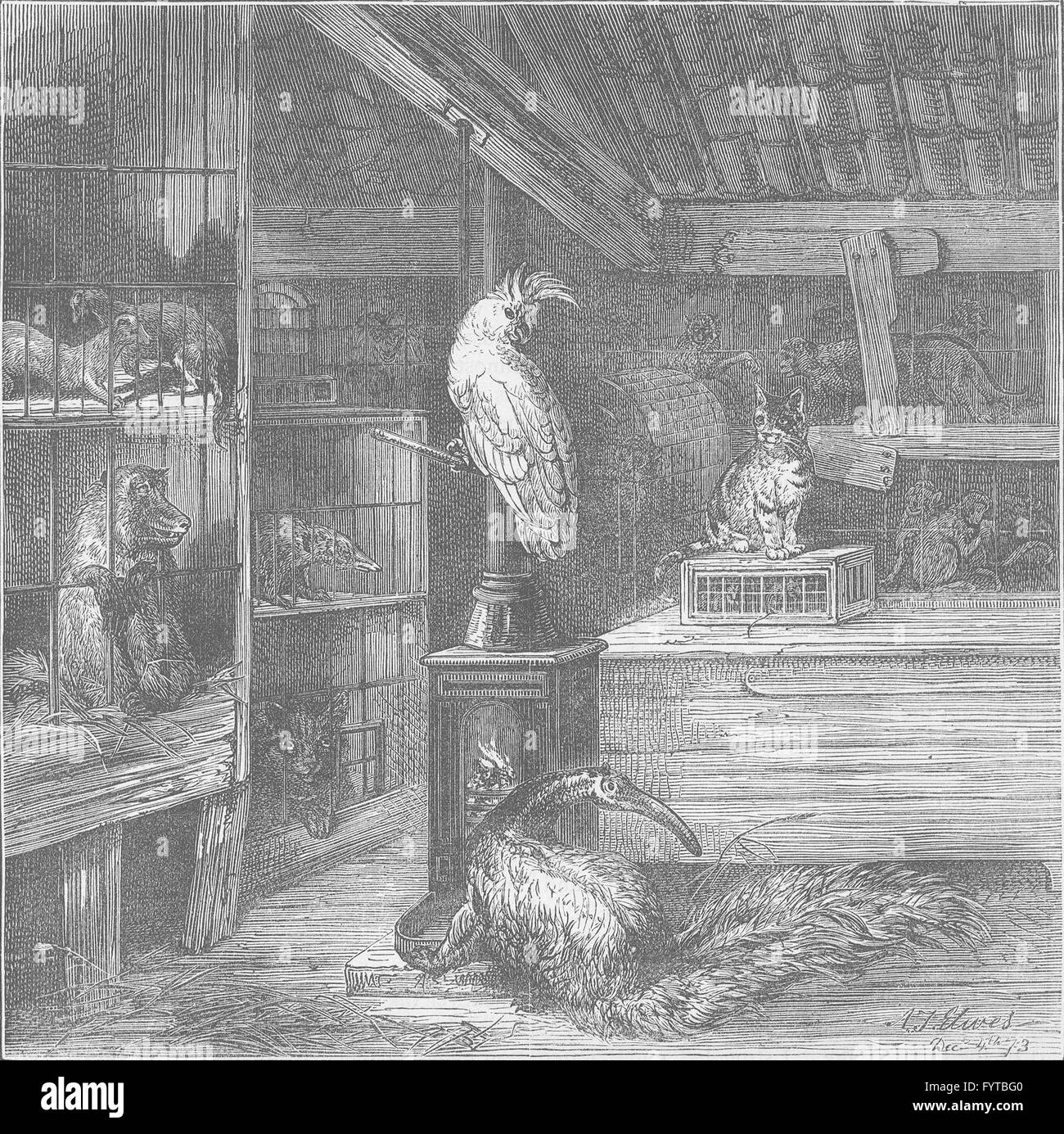 WAPPING: A wild-beast shop. London, antique print c1880 Stock Photo