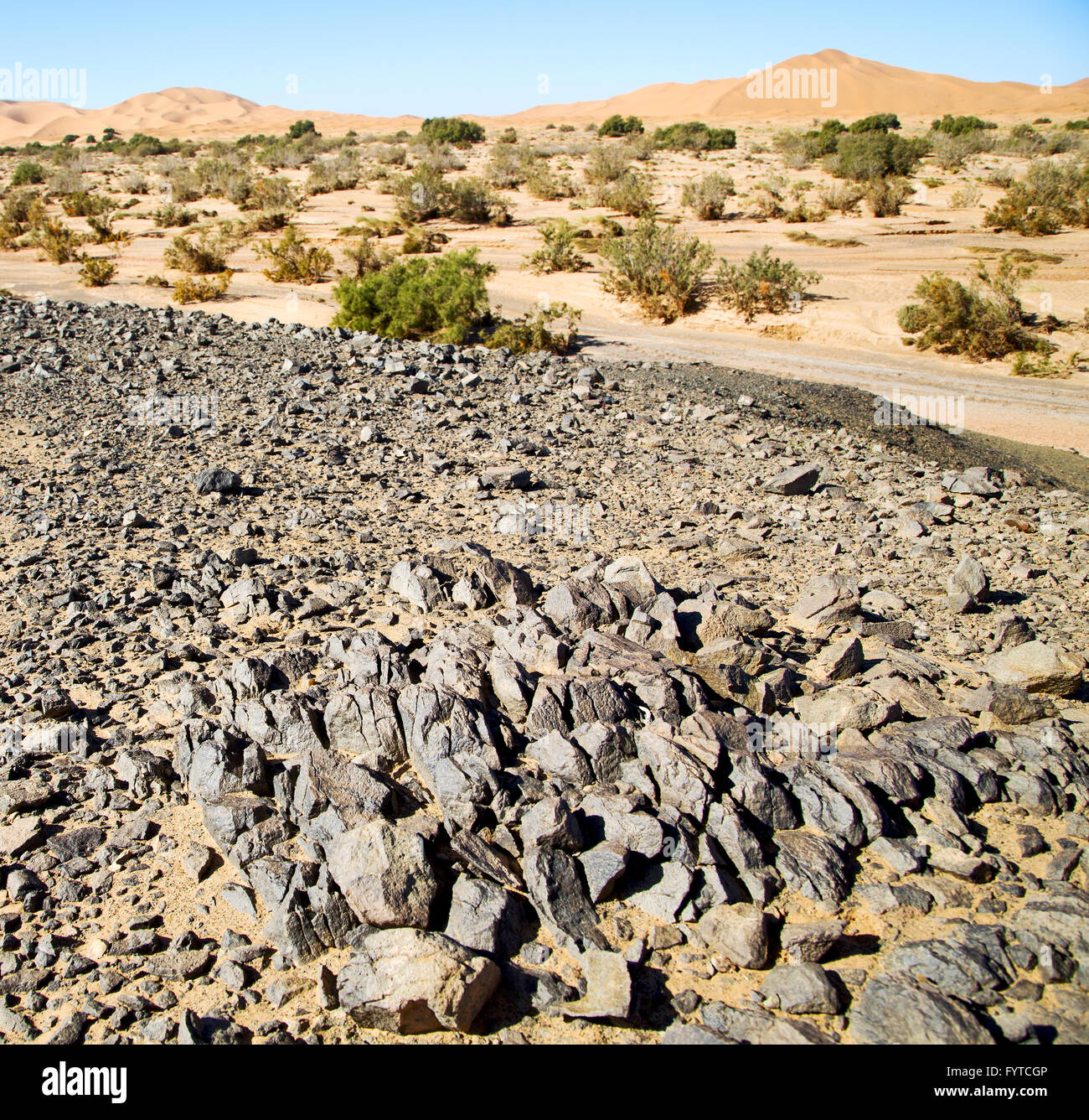 old fossil in  the desert of morocco sahara and rock  stone sky Stock Photo
