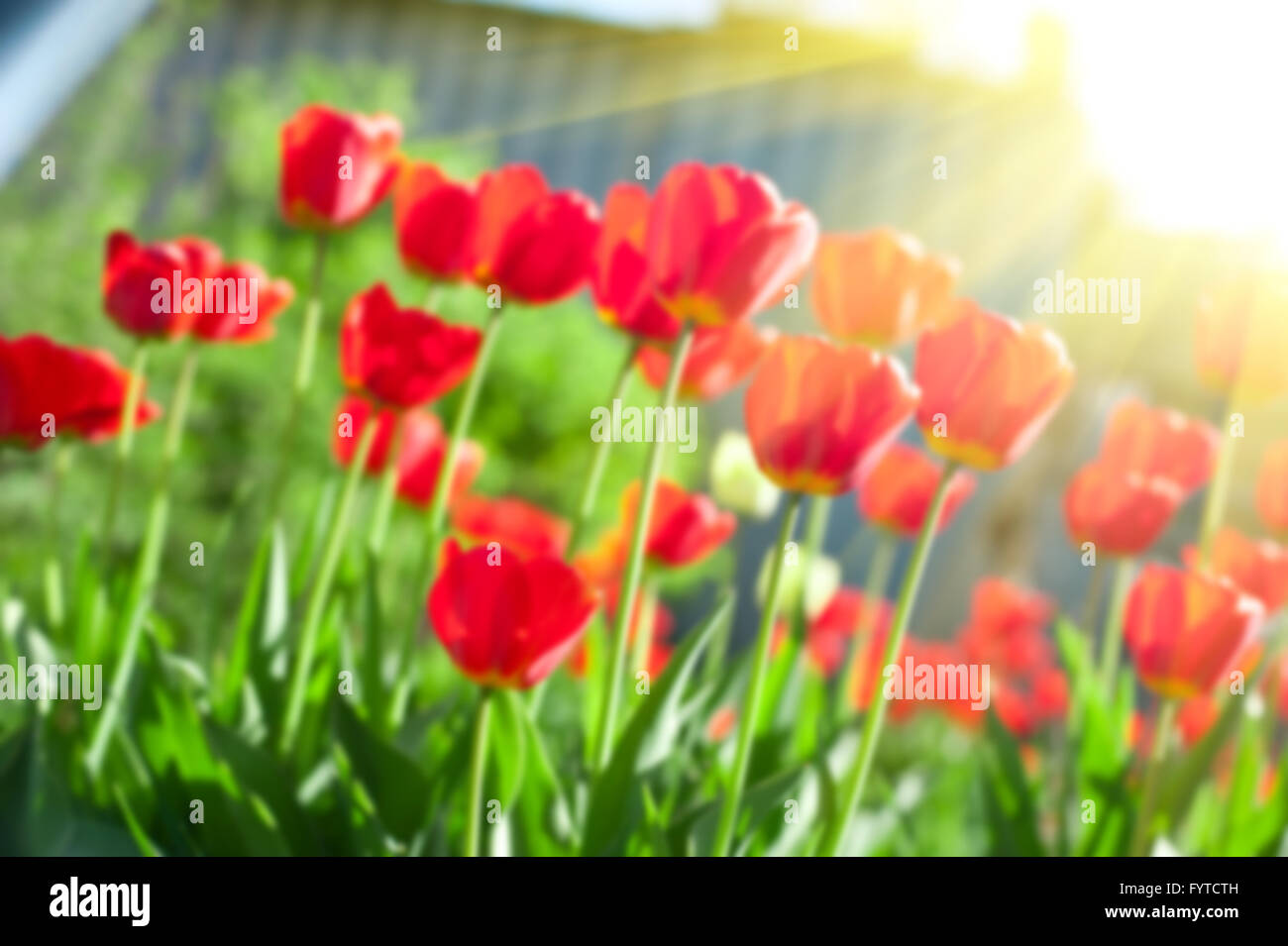 Blurred background of red colored tulips Stock Photo