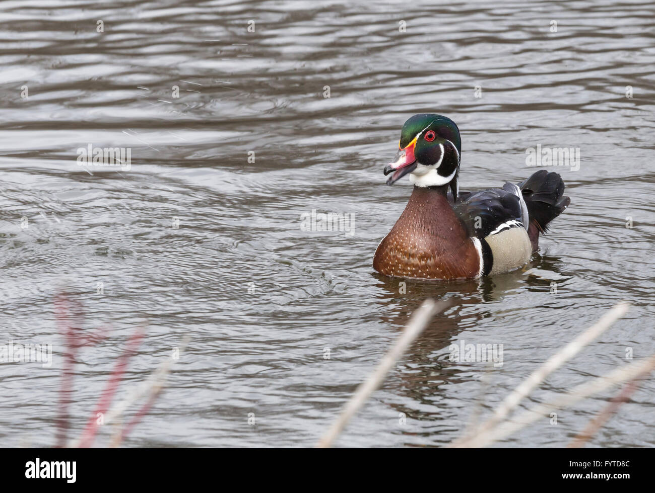 Lone male wood duck in spring on water Stock Photo
