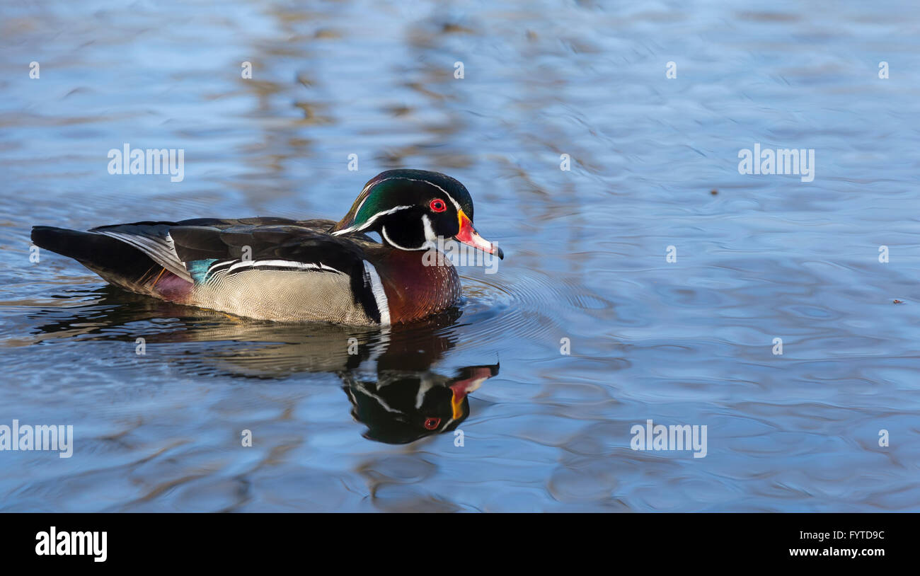 Lone male wood duck in spring on water Stock Photo