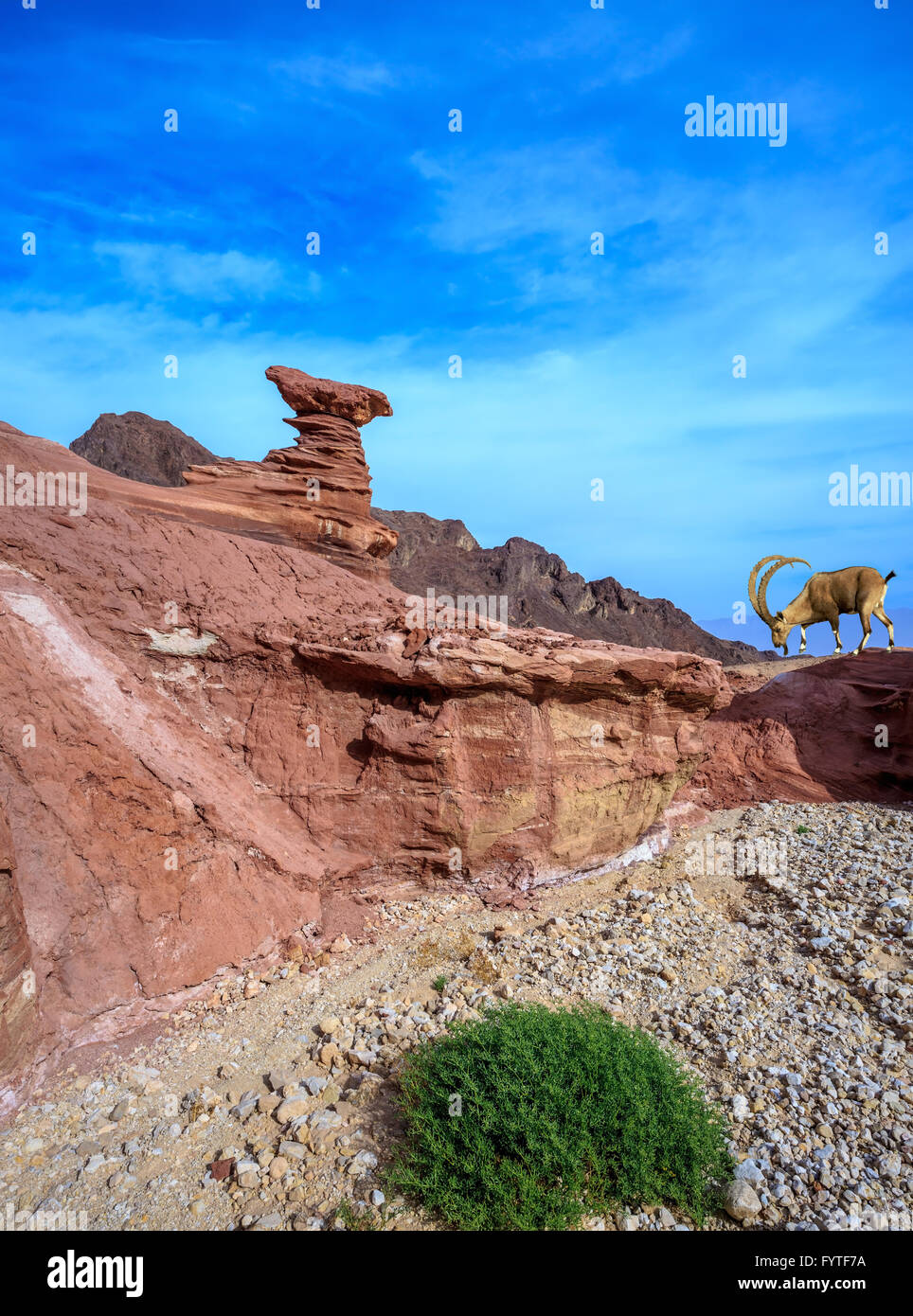 Sharphorned mountain goat Stock Photo Alamy