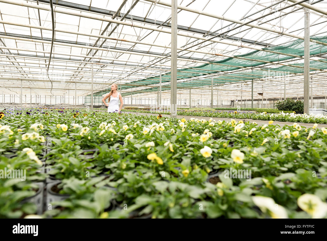 Young gardener working in a large greenhouse nursery Stock Photo - Alamy
