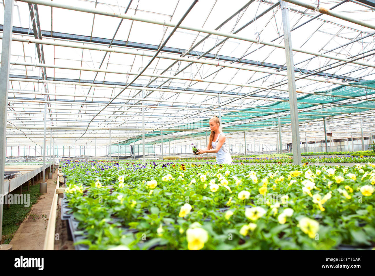Young gardener working in a large greenhouse nursery Stock Photo - Alamy