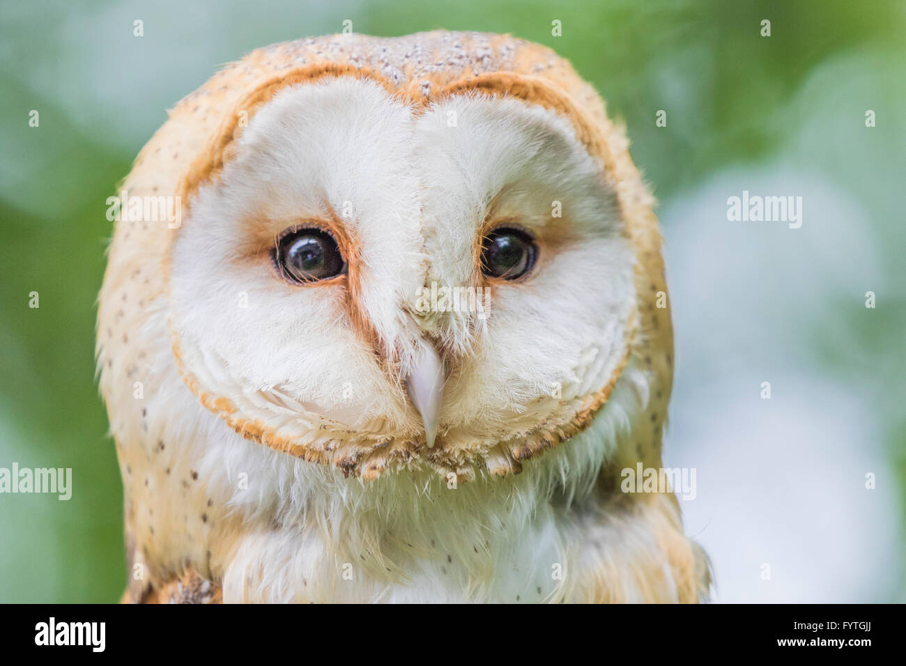 European Barn Owl, a Rescue bird, rehabilitated and trained for education and conversation purposes. Stock Photo