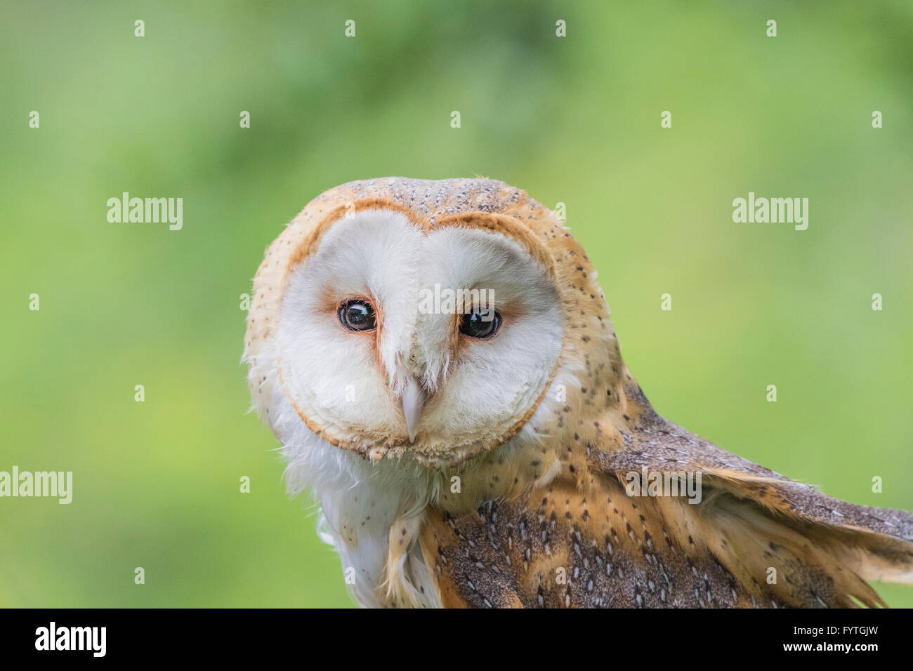 European Barn Owl, a Rescue bird, rehabilitated and trained for education and conversation purposes. Stock Photo