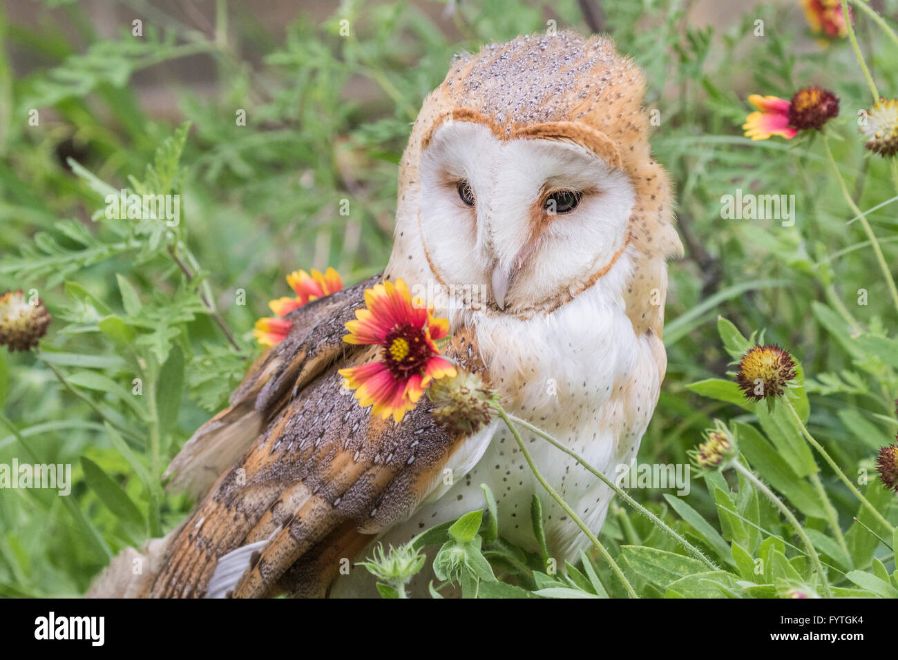European Barn Owl, a Rescue bird, rehabilitated and trained for education and conversation purposes. In field of Gaillardia. Stock Photo