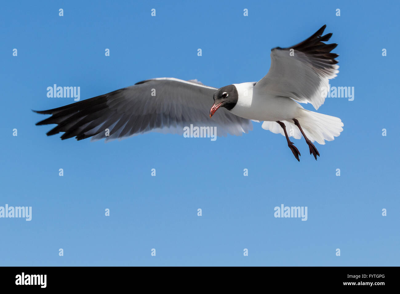 Laughing Gulls looking for handouts from Galveston-Bolivar ferry passengers. Stock Photo